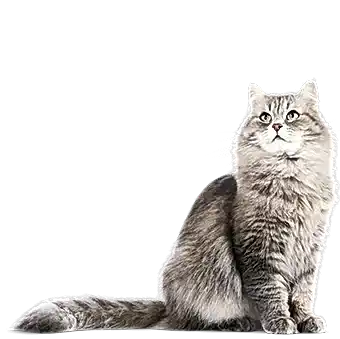 Антикошка